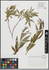 Foto von Salix alba L.